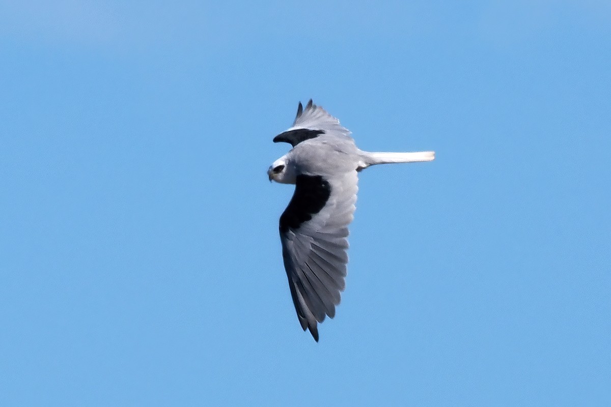 White-tailed Kite - ML472358831