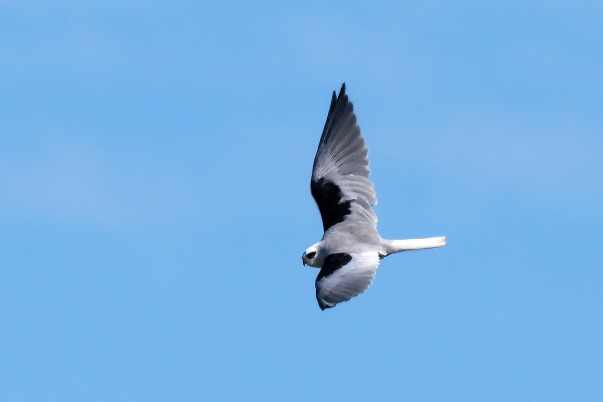 White-tailed Kite - ML472358841