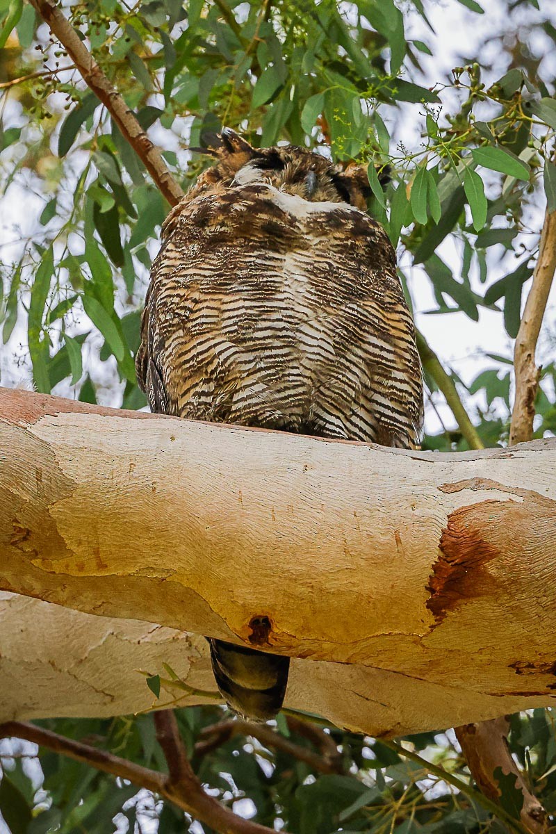 Great Horned Owl - ML472363091