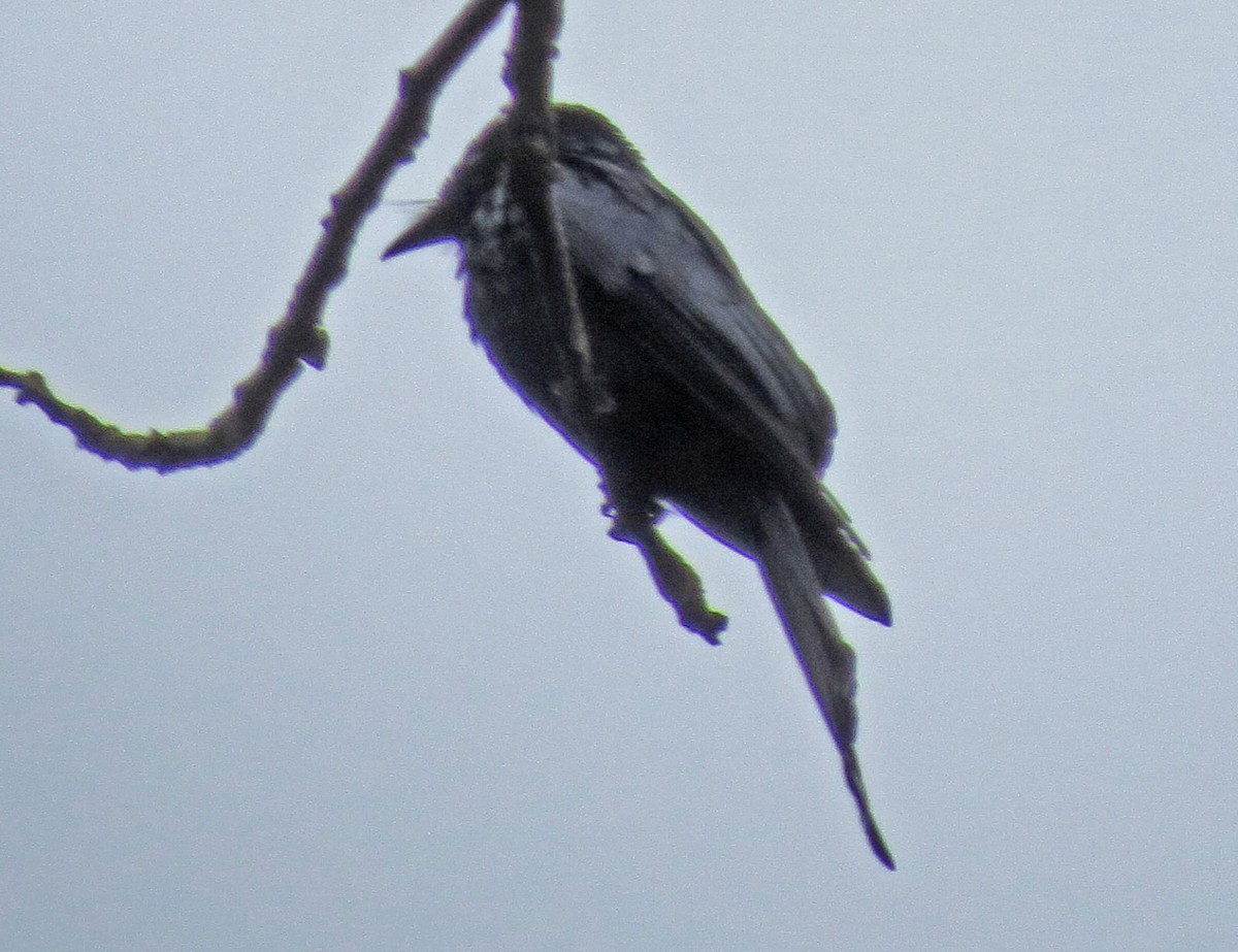 Gray-capped Pygmy Woodpecker - ML472364211