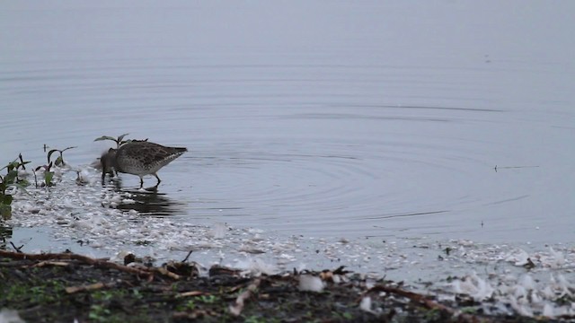 Long-billed Dowitcher - ML472366