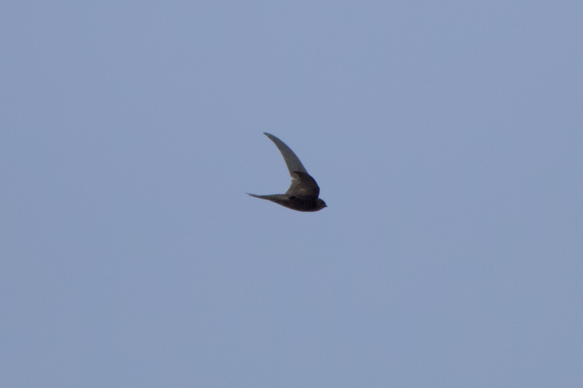 ML472366821 - Plain Swift - Macaulay Library