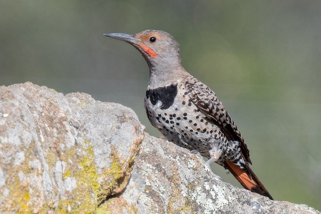 Male lateral view (subspecies <em class="SciName notranslate">collaris</em>). - Northern Flicker - 