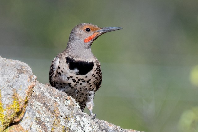 Northern Flicker Colaptes auratus Birds of the World 