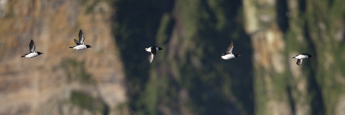 Thick-billed Murre - ML472372621