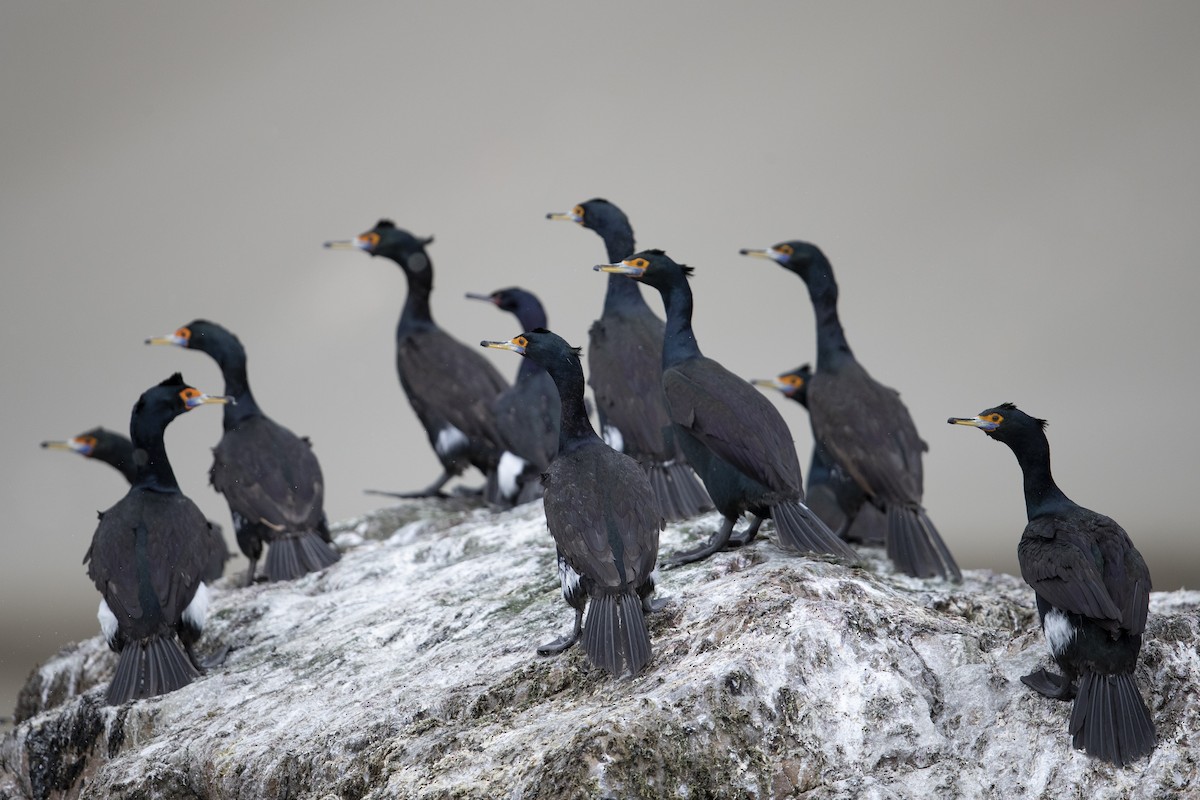 Red-faced Cormorant - ML472373371