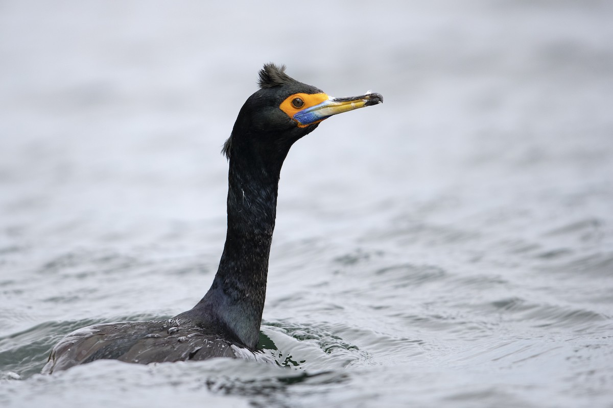 Red-faced Cormorant - ML472373431
