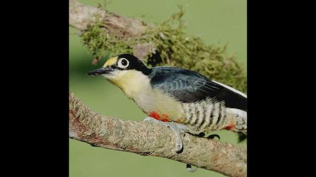 Yellow-fronted Woodpecker - ML472376261