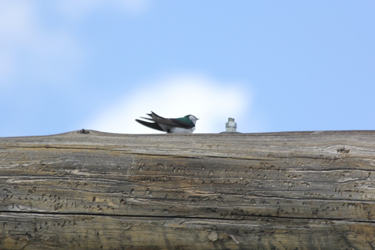 Violet-green Swallow - ML472382161