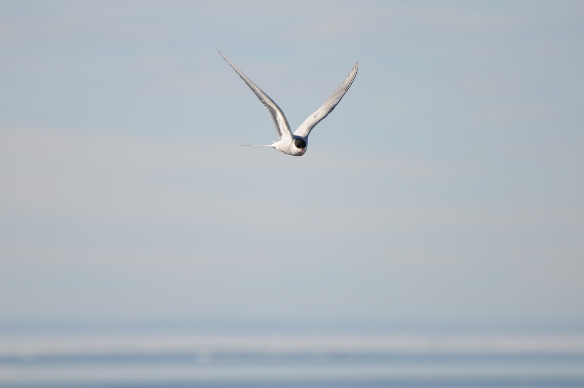 Arctic Tern - ML47238311