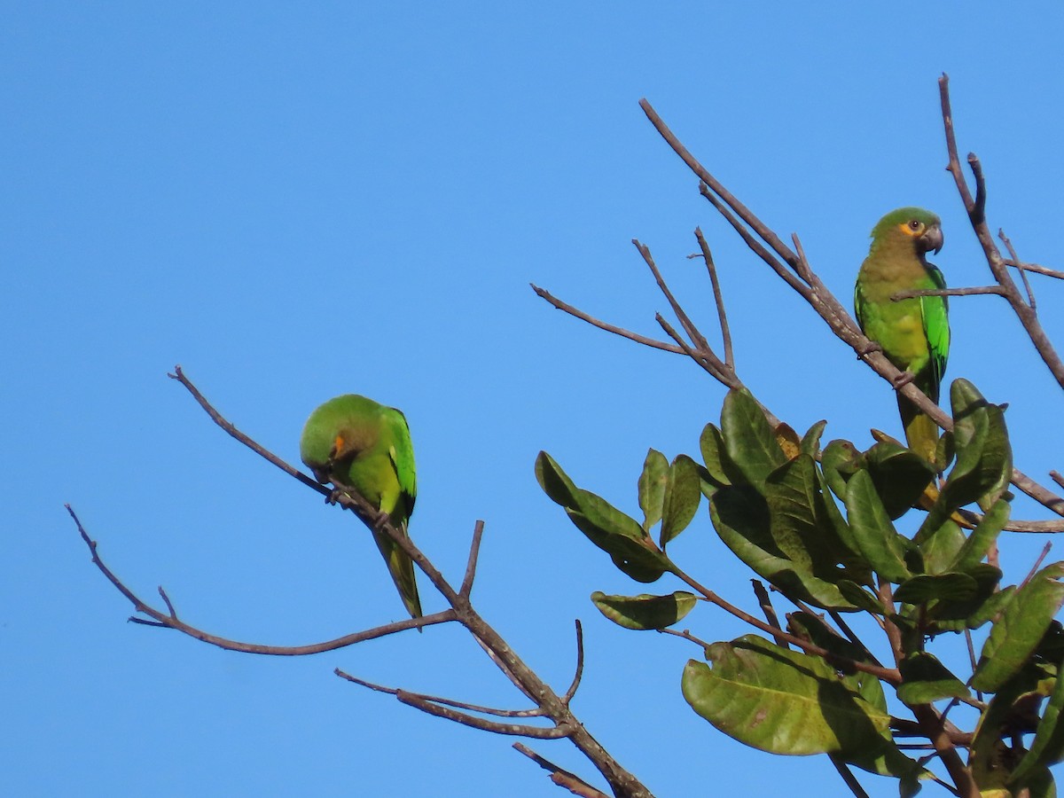 Brown-throated Parakeet - ML472383181