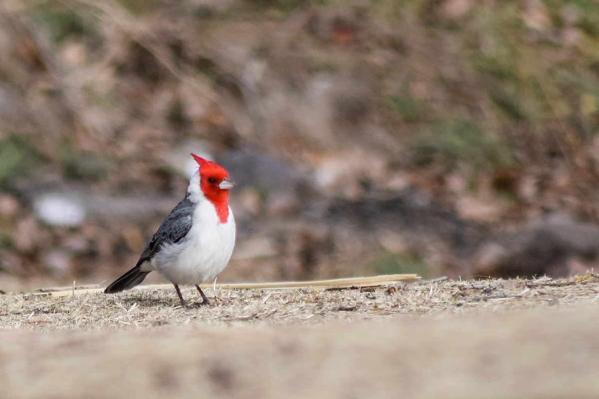 Red-crested Cardinal - ML472383241