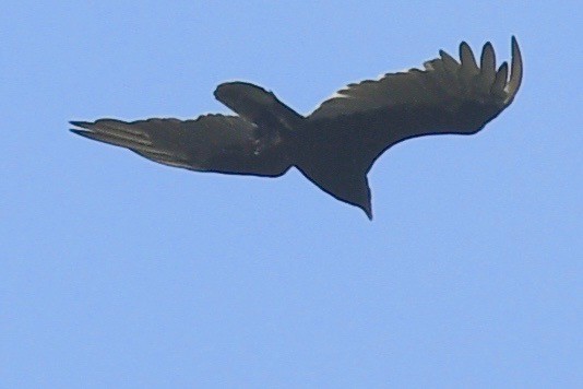Turkey Vulture - ML472386751