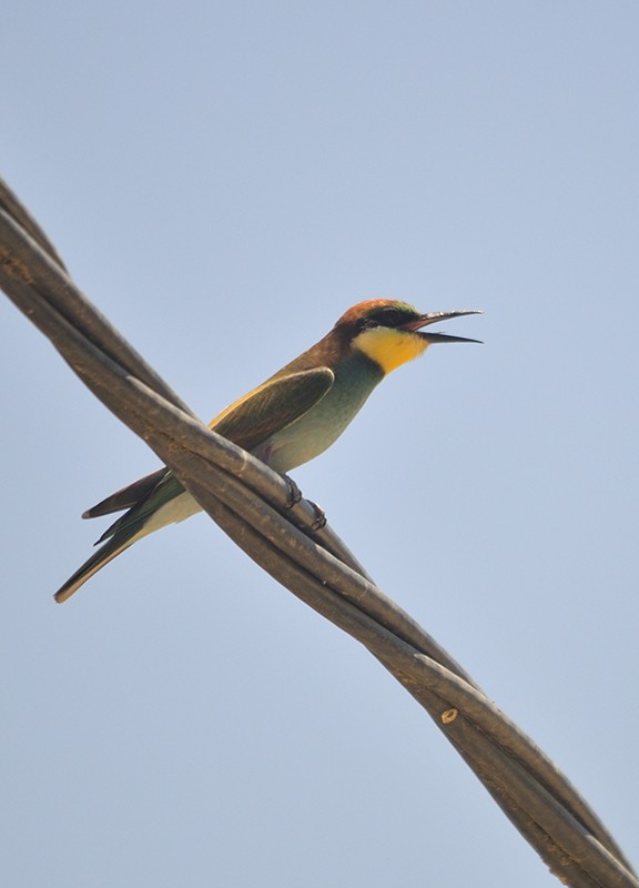 European Bee-eater - ML472387651