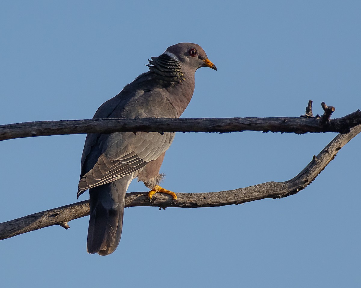 Band-tailed Pigeon - Jeremy Coleman