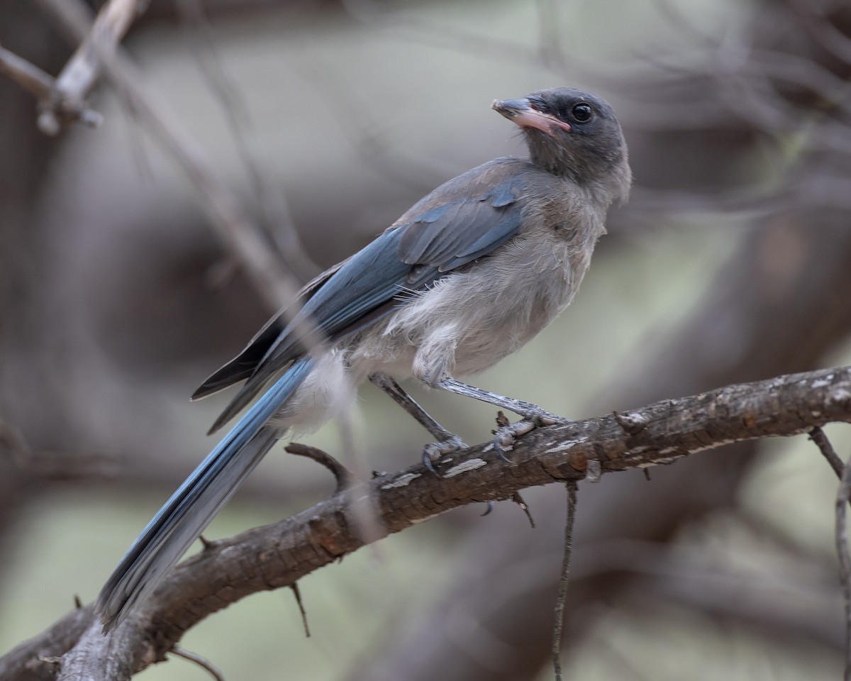 Mexican Jay - ML472387801