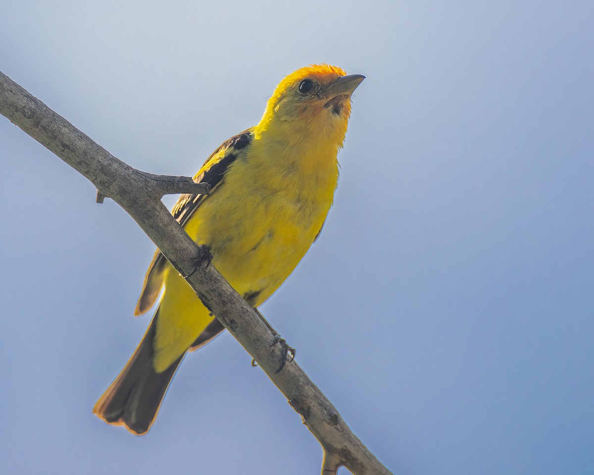 Western Tanager - ML472387921