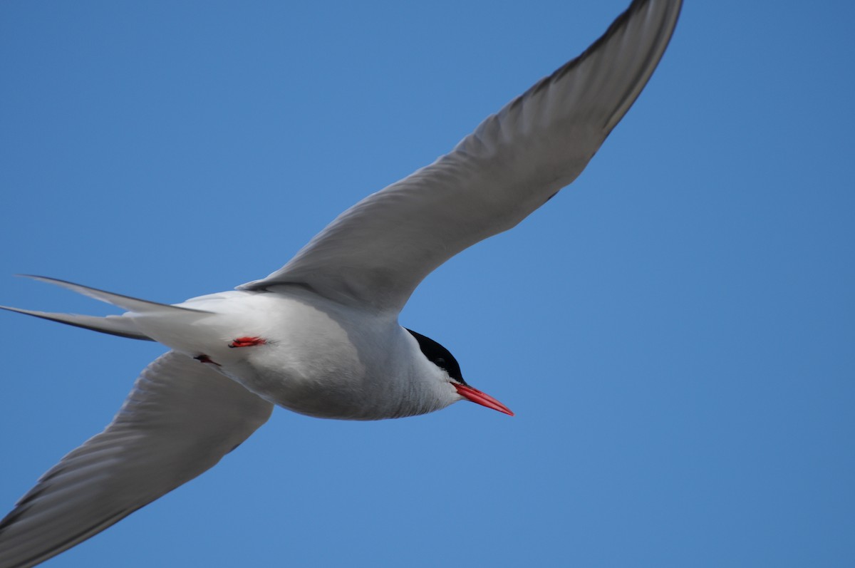 Arctic Tern - ML47239201