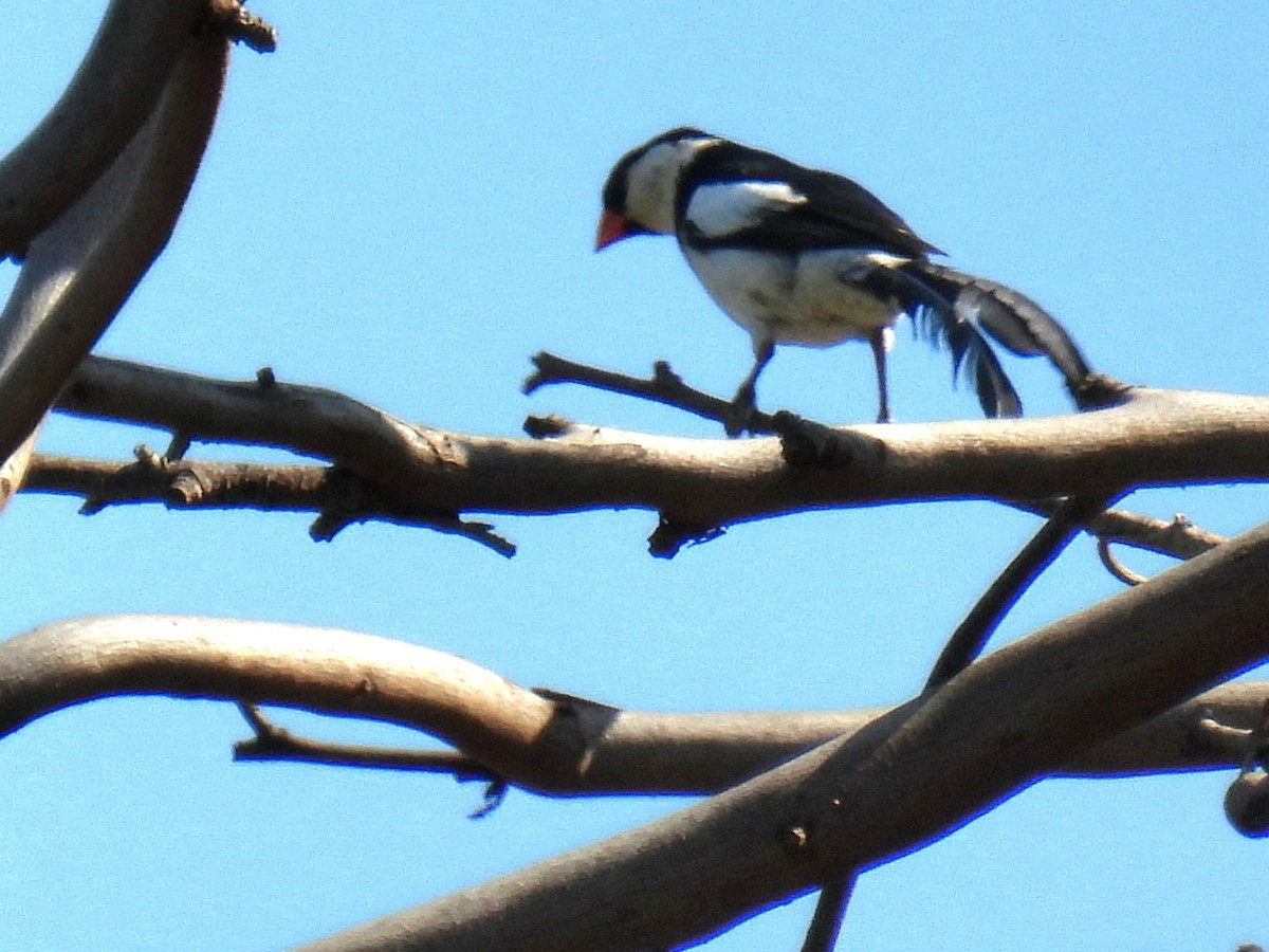 Pin-tailed Whydah - ML472393271