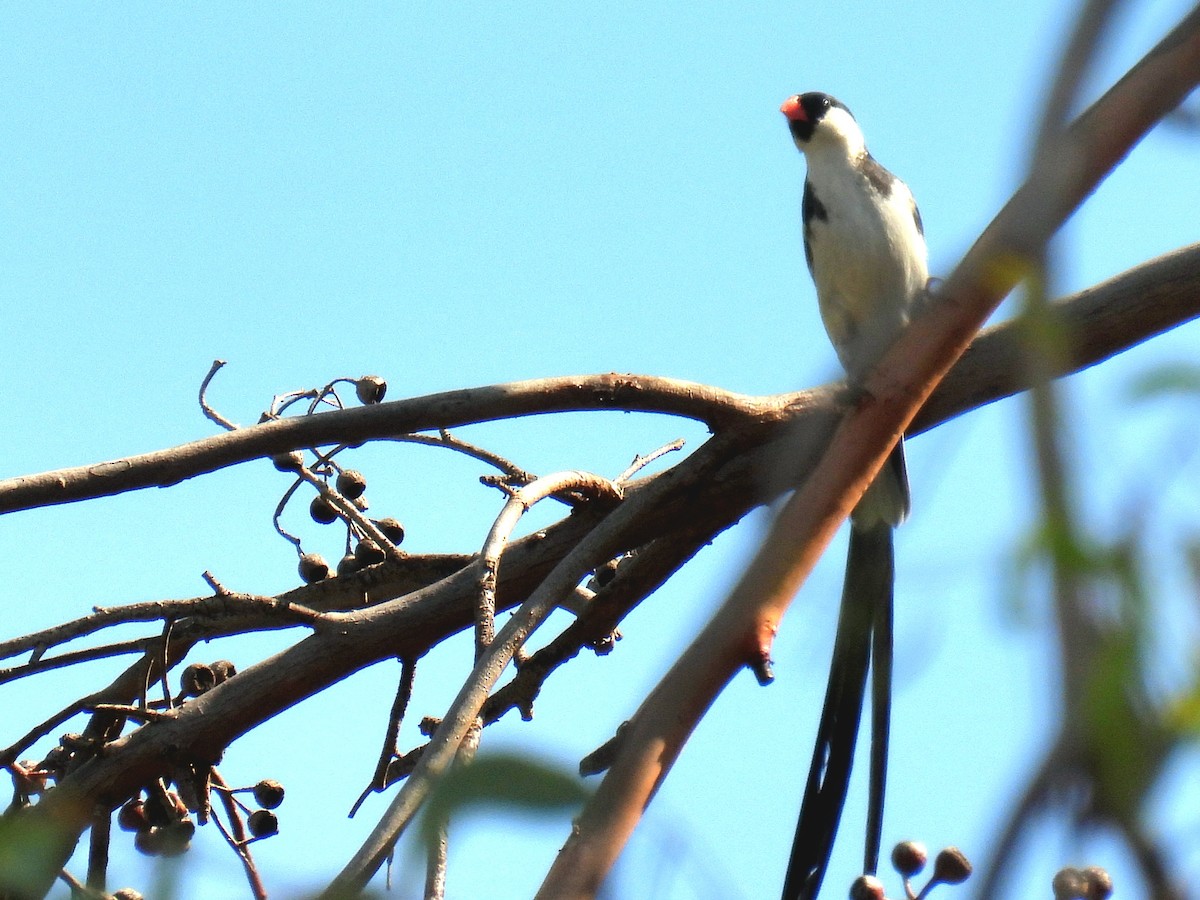 Pin-tailed Whydah - ML472393291