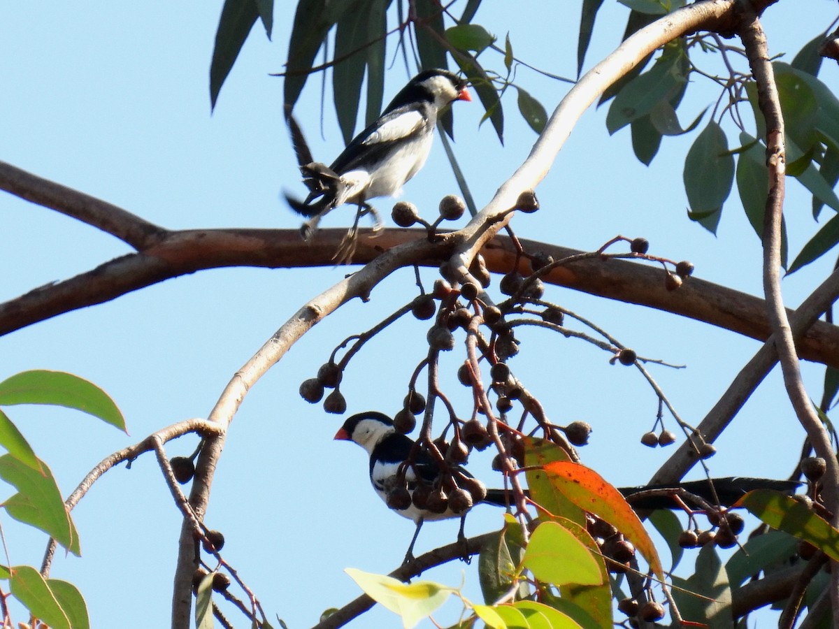 Pin-tailed Whydah - ML472393301
