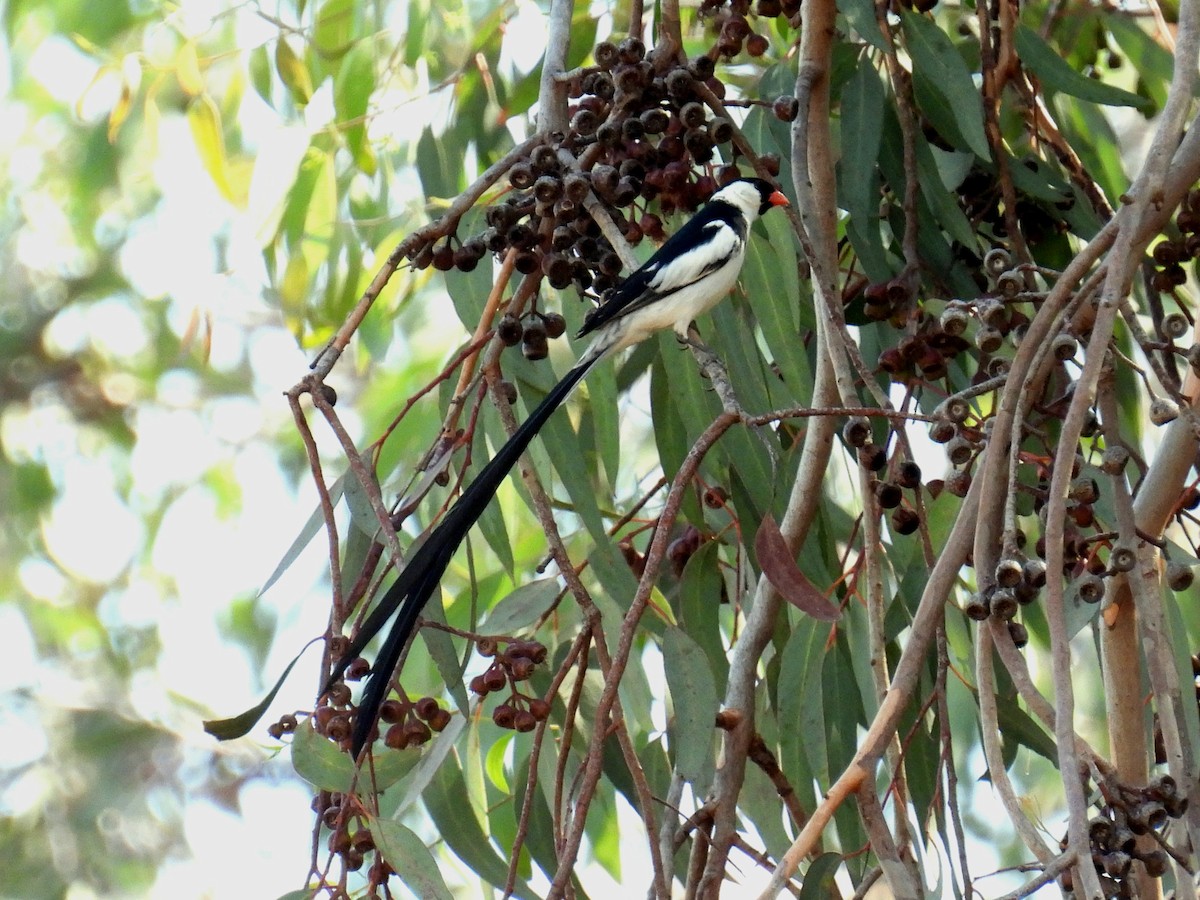 Pin-tailed Whydah - ML472393321
