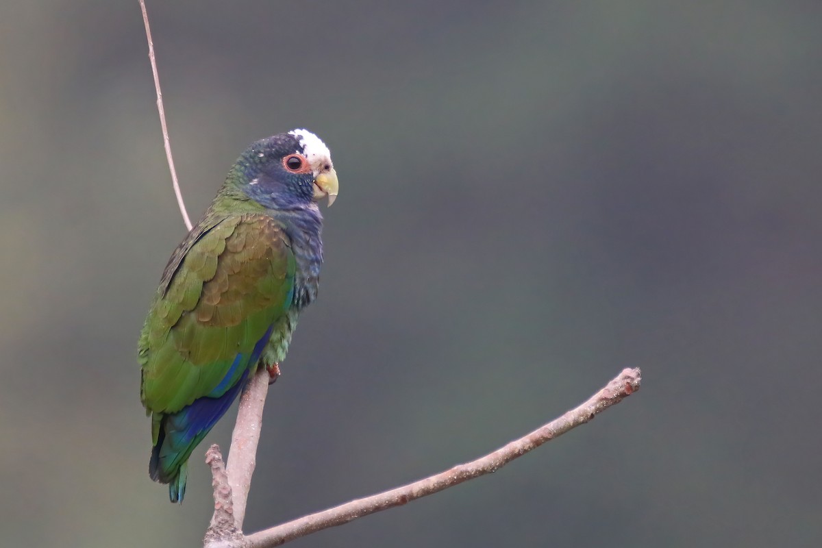 White-crowned Parrot - ML472395071