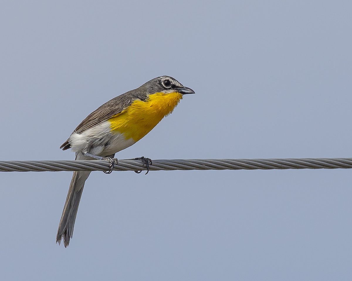 Yellow-breasted Chat - ML472398301