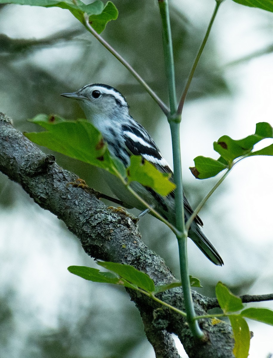 Black-and-white Warbler - ML472401861