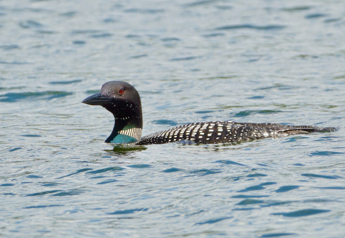 Common Loon - Laura Sisitzky