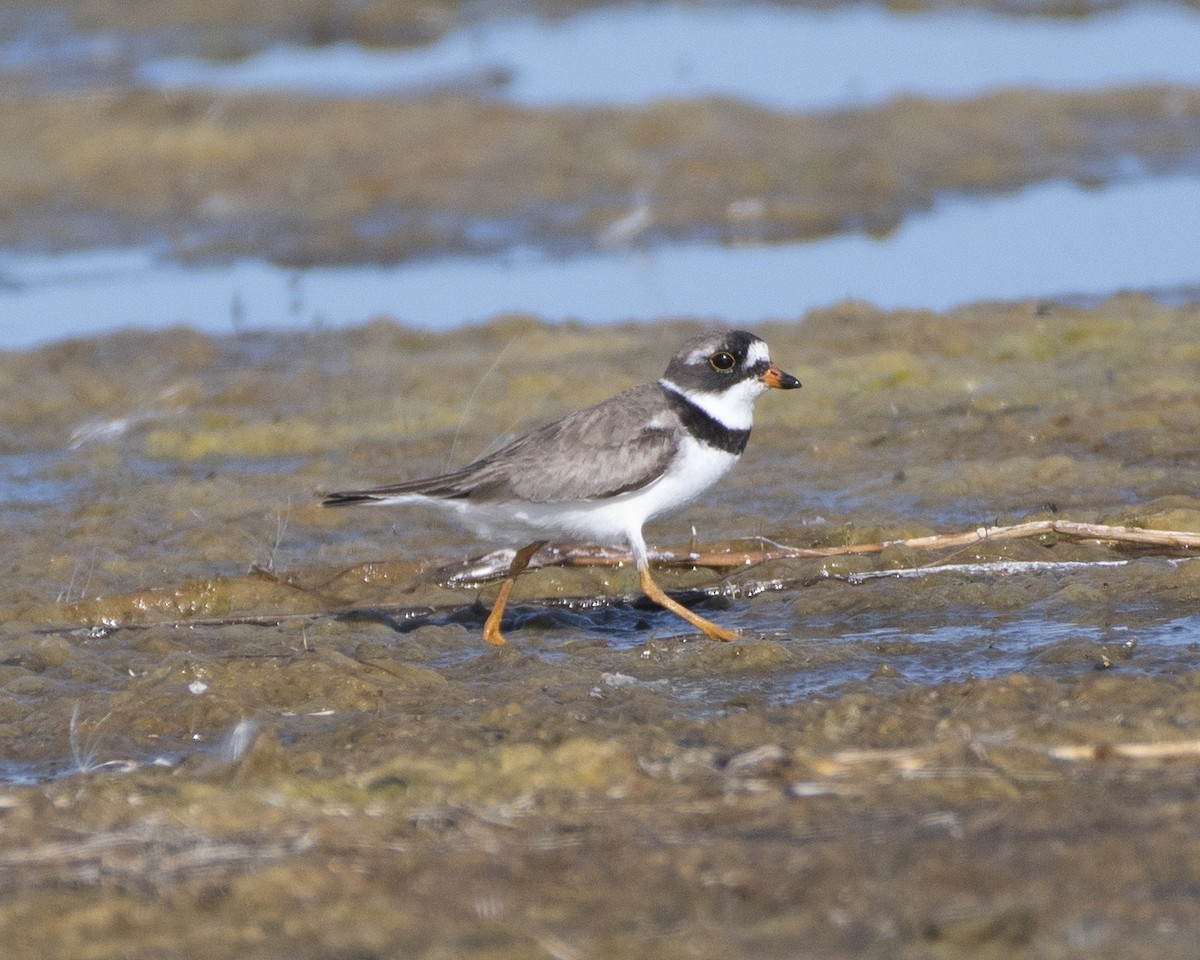 Semipalmated Plover - ML472405481