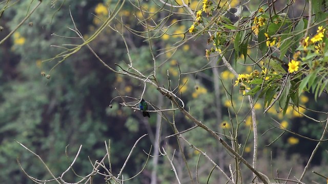 kolibřík modrolící - ML472407