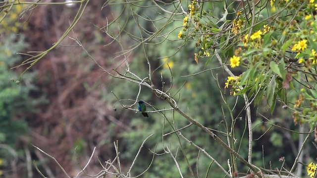 kolibřík modrolící - ML472408