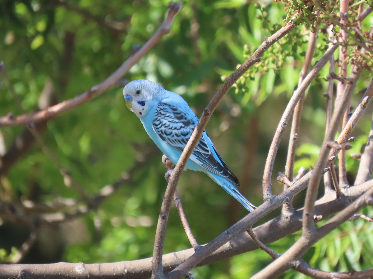 Budgerigar (Domestic type) - Becky Turley