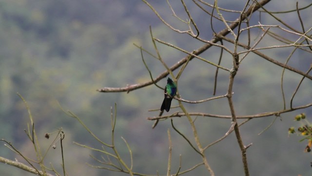 kolibřík modrolící - ML472409
