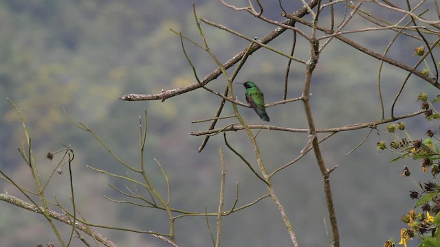 kolibřík modrolící - ML472410