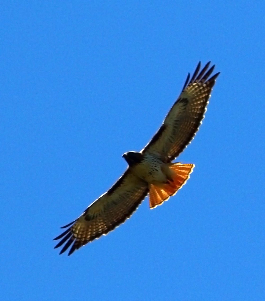 Red-tailed Hawk (fuertesi) - ML472413941
