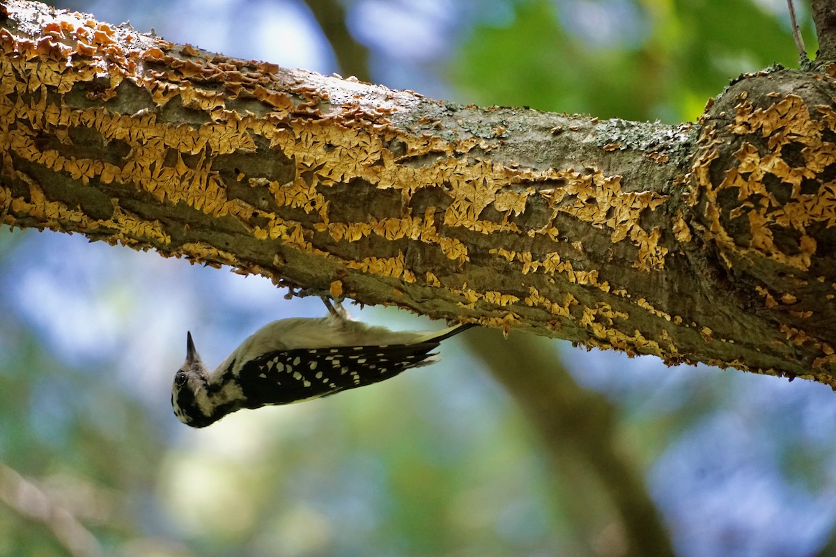 Hairy Woodpecker - ML472414191