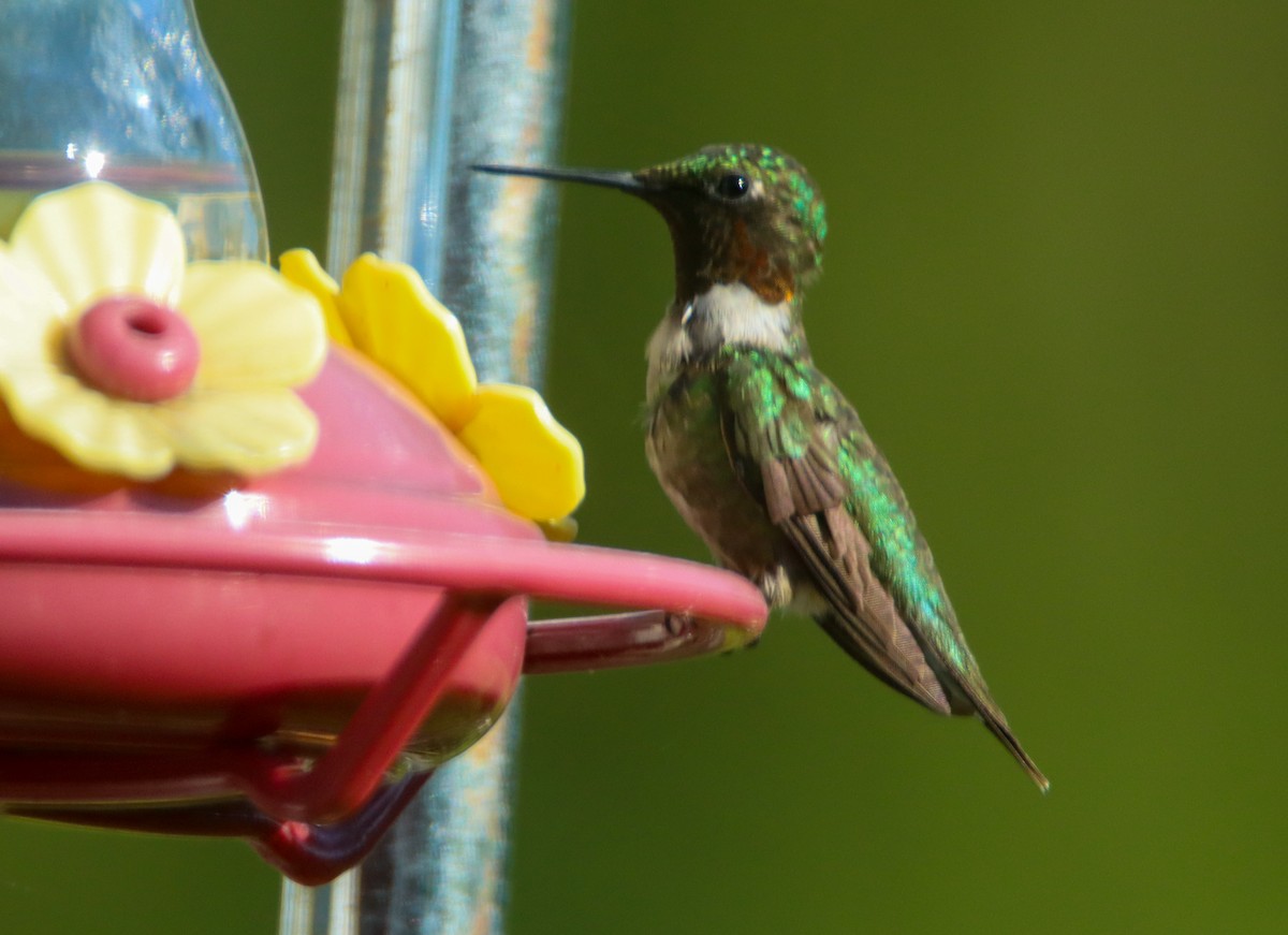 Ruby-throated Hummingbird - ML472415391