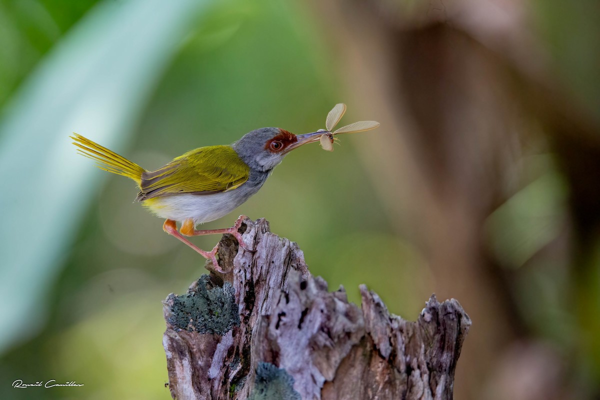 Rufous-fronted Tailorbird - Roneil Canillas