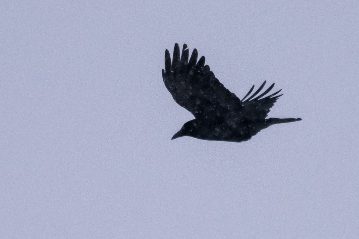 Common Raven - Sue Barth