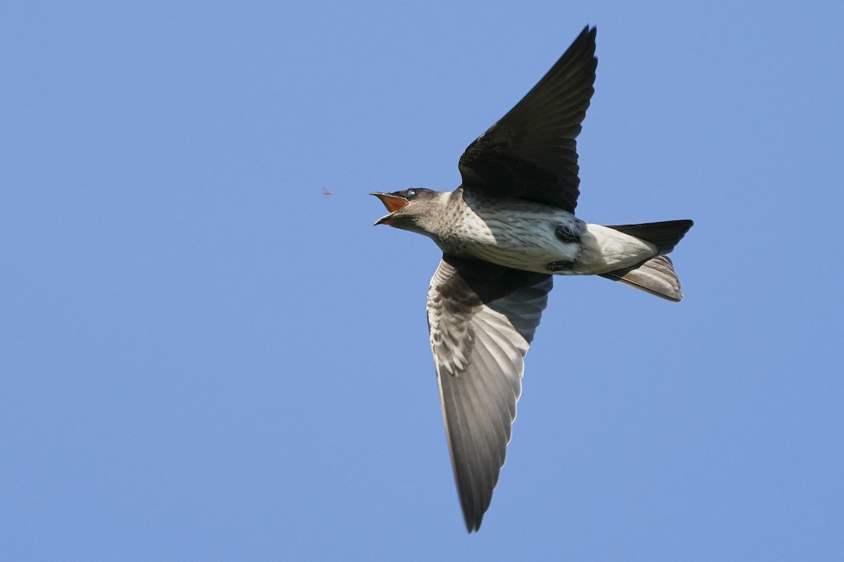 ML472419251 Purple Martin Macaulay Library