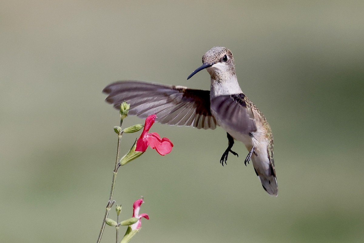 Black-chinned Hummingbird - Jim Parrish