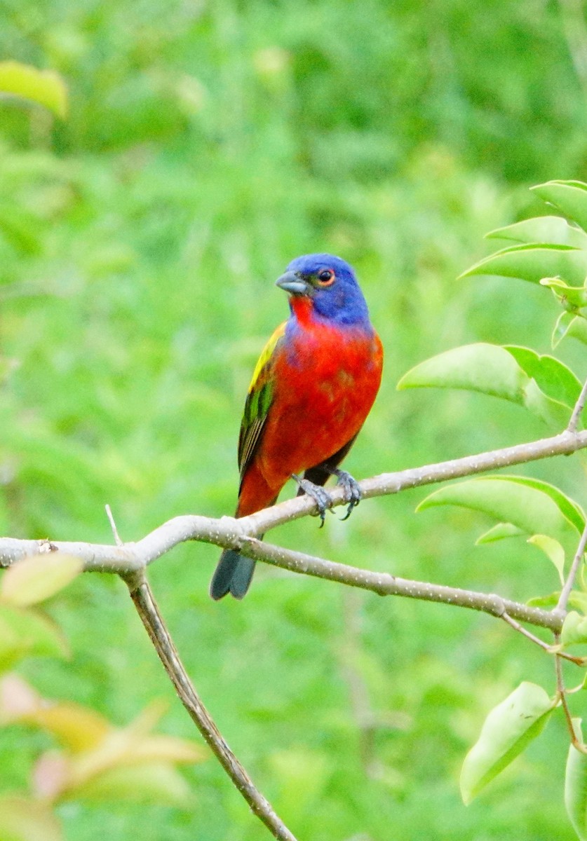 Painted Bunting - ML472421211