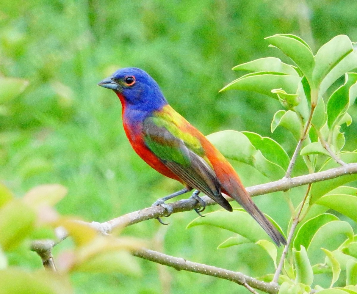 Painted Bunting - ML472421221
