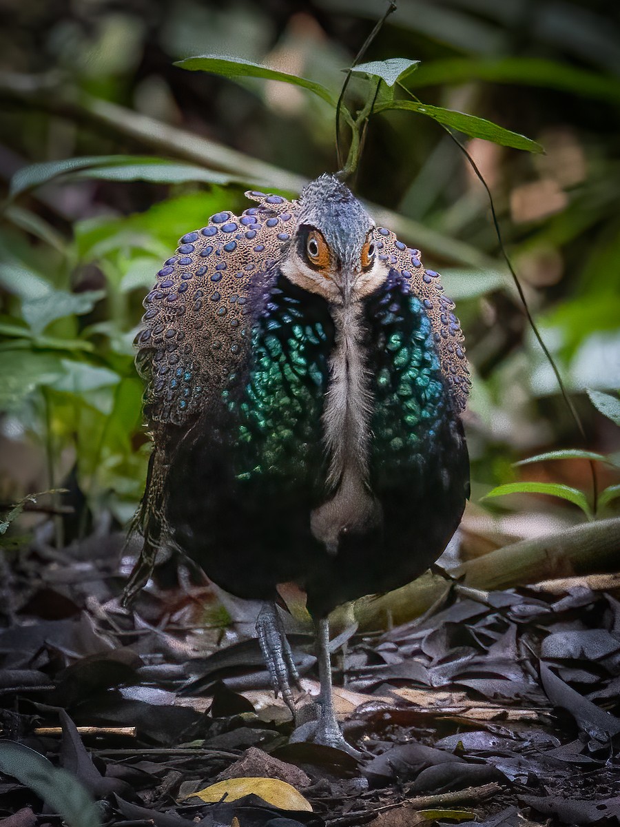 Bornean Peacock-Pheasant - ML472422871