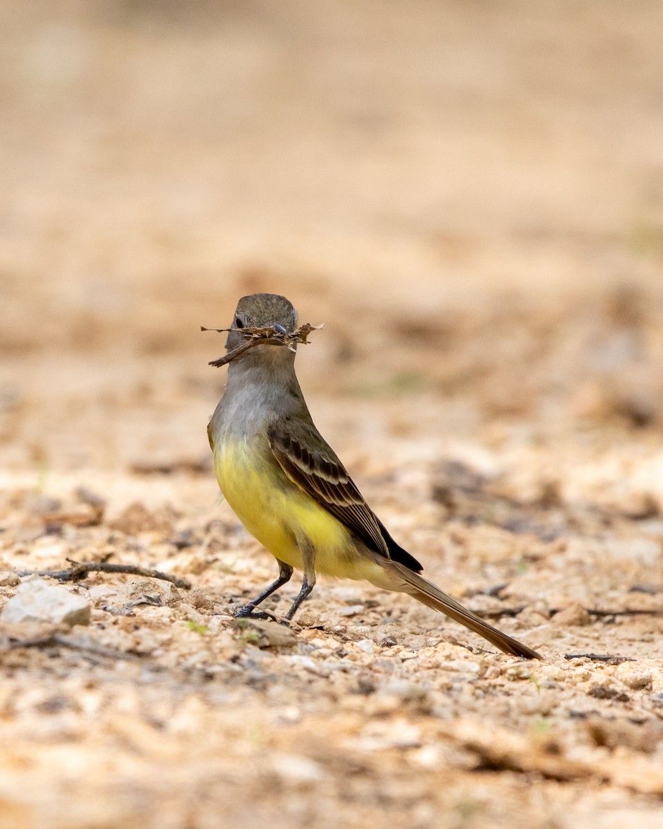 Great Crested Flycatcher - ML472423011