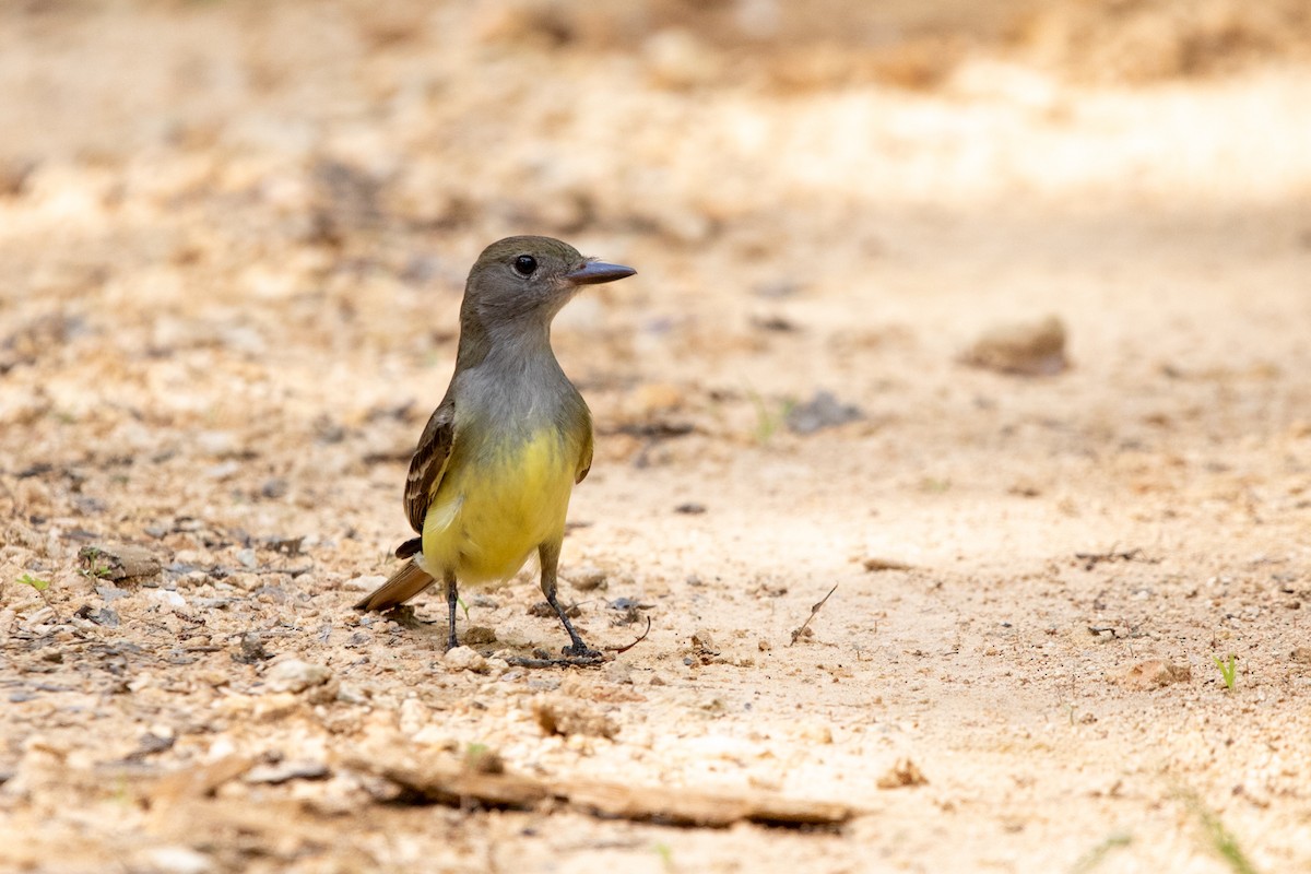 Great Crested Flycatcher - ML472423031