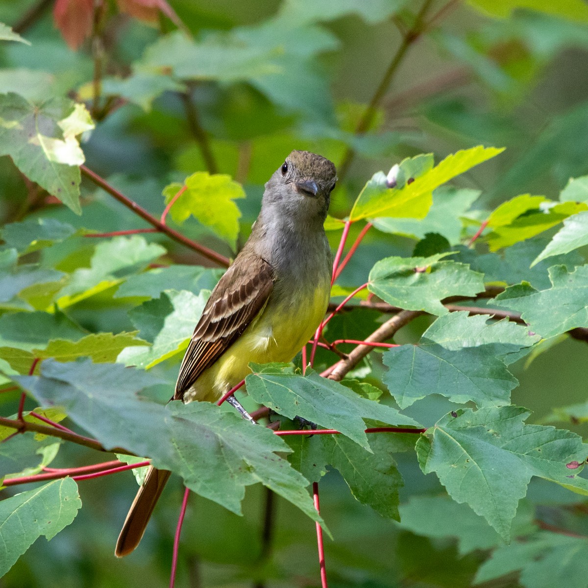 Great Crested Flycatcher - ML472423051