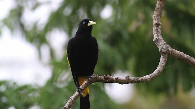 Yellow-rumped Cacique (Amazonian) - ML472425